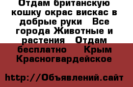 Отдам британскую кошку окрас вискас в добрые руки - Все города Животные и растения » Отдам бесплатно   . Крым,Красногвардейское